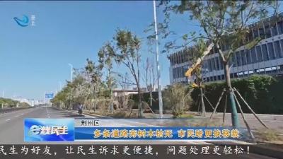 多条道路旁树木枯死 市民盼更换移栽