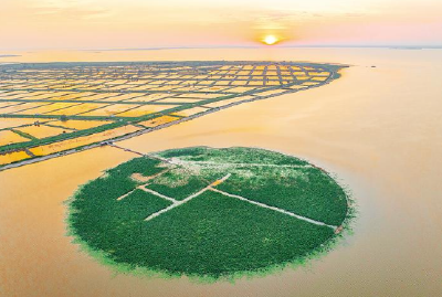 淘米一样为底泥“洗澡”！洪湖试验区重现“水下森林”