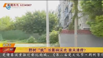 野树 “疯” 长影响采光 谁来清理?