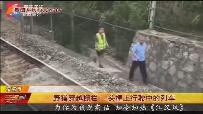 野猪穿越栅栏 一头撞上行驶中的列车