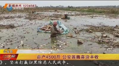 亩产4500斤 公安莲藕喜迎丰收
