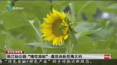 临江仙公园 “增花添彩” 邀您共赴花海之约