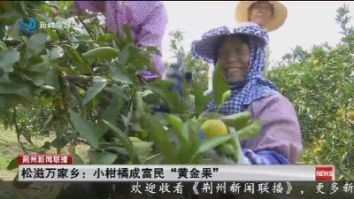 松滋万家乡: 小柑橘成富民“黄金果”