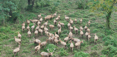 百姓关注 何以中国｜江豚起舞、麋鹿撒欢，荆江之畔成为“湿地精灵”乐园