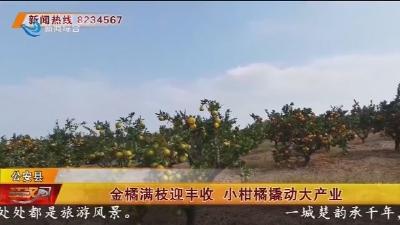 金橘满枝迎丰收 小柑橘撬动大产业