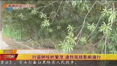 行道树枝叶繁茂 遮挡视线影响通行
