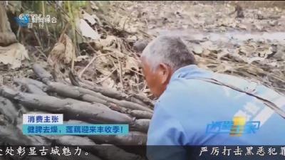 央视财经频道《消费主张》关注荆州莲藕丰收季