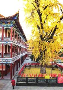 寻找荆州最美之秋 这些打卡地藏着秋日限定浪漫