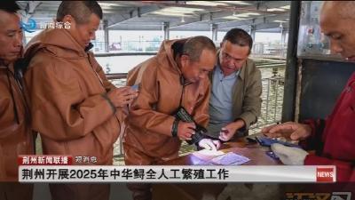 短消息：荆州开展2025年中华鲟全人工繁殖工作