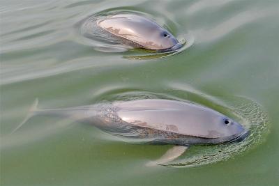江豚起舞麋鹿撒欢 荆江之畔成为“湿地精灵”乐园