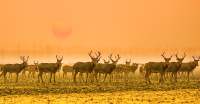 潇湘晨报晨视频关注 何以中国｜江豚起舞、麋鹿撒欢，荆江之畔成为“湿地精灵”乐园