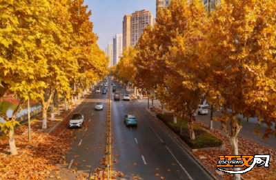 跟着地图赏秋色 荆州发布城区“落叶缓扫”地图