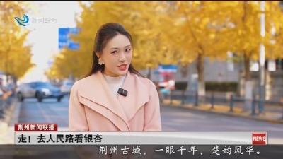走! 去人民路看银杏