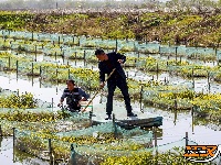 秦市乡推进黄鳝养殖产业 重塑“荆陵黄鳝”品牌