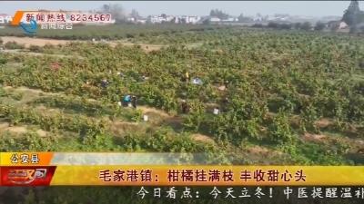 毛家港镇: 柑橘挂满枝  丰收甜心头