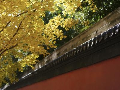 故宫同款秋色，惊艳了荆州