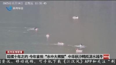 延续十年之约  今年首批 “水中大熊猫” 中华秋沙鸭抵洈水越冬