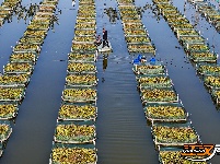 秦市乡推进黄鳝养殖产业 重塑“荆陵黄鳝”品牌
