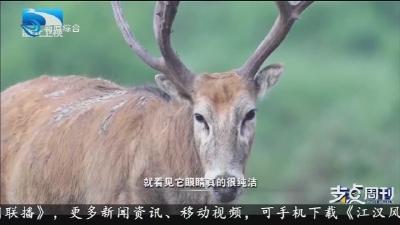 湖北石首: 人鹿不了情