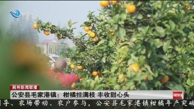 公安县毛家港镇:柑橘挂满枝 丰收甜心头