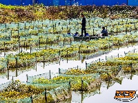 秦市乡推进黄鳝养殖产业 重塑“荆陵黄鳝”品牌