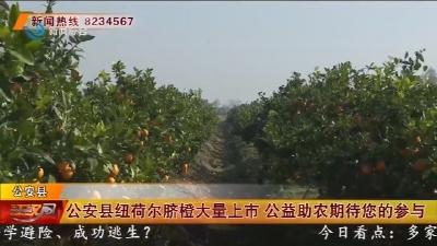 公安县纽荷尔脐橙大量上市 公益助农期待您的参与