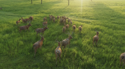 从濒危到复兴 石首麋鹿保护成全球生态样本