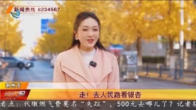 走! 去人民路看银杏