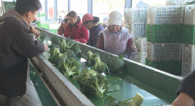 石首市调关镇：西兰花集中上市 现采直供保障新鲜