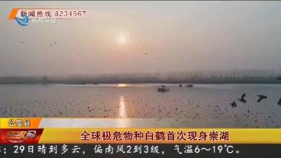 全球极危物种白鹤首次现身崇湖