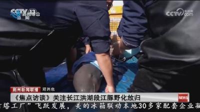短消息：《焦点访谈》关注长江洪湖段江豚野化放归