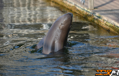 荆州：守护一江碧水绘就生态画卷