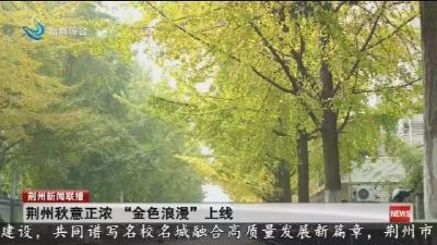 荆州秋意正浓 “金色浪漫” 上线
