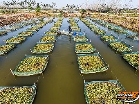 秦市乡推进黄鳝养殖产业 重塑“荆陵黄鳝”品牌