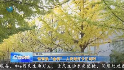 银杏换 “金装”  人民路打卡正当时