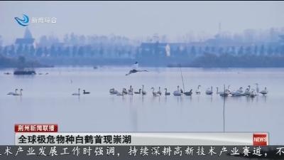 全球极危物种白鹤首现崇湖