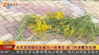 市民发现疑似加拿大一枝黄花 部门快速甄别处理
