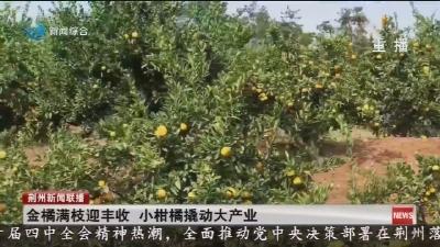 金橘满枝迎丰收 小柑橘撬动大产业