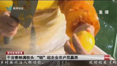 千亩香柚满枝头 “链”起企业农户双赢路