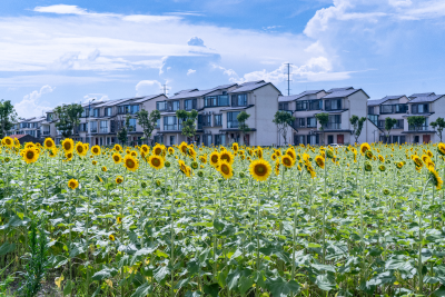 “美丽经济”绽放 生态致富路飘香