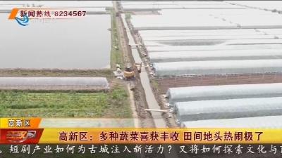 高新区 :  多种蔬菜喜获丰收  田间地头热闹极了
