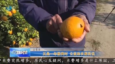 又是一年橙黄时  公益助农解民忧