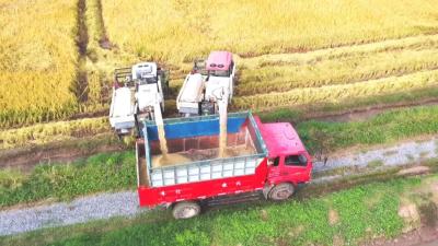 江陵马家寨乡：稻浪翻金穗 良种惠农家