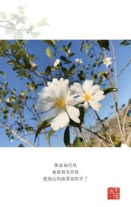 松滋：“油茶小镇”花烂漫