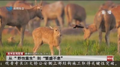 麋鹿归来四十年 (下)