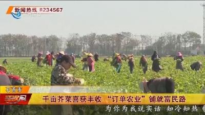 千亩芥菜喜获丰收  “订单农业” 铺就富民路
