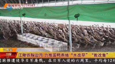 江陵铁腕治污 力推蛋鸭养殖“水改旱” “散改集”