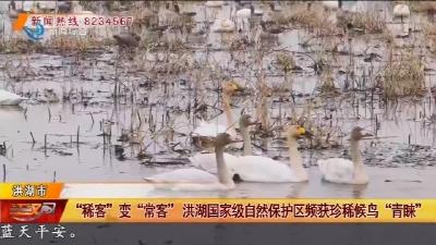 “稀客” 变 “常客” 洪湖国家级自然保护区频获珍稀候鸟 “青睐”