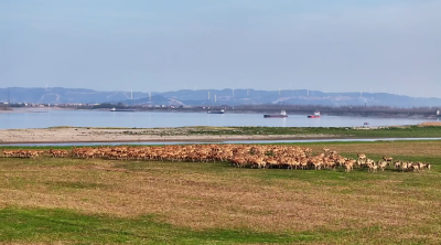 向野而生：中国麋鹿40年种群复兴的传奇