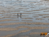 江陵冬日：沙韵水景 美不胜收